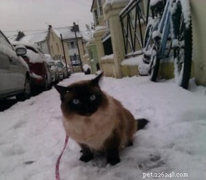 Meet Crumble: Ragdoll of the Week Spotlight