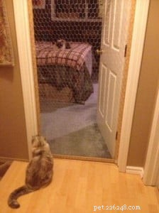 Sammie s Story: A Ragdoll Cat in Need of a Loving Home