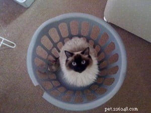 Meet Crumble: Ragdoll of the Week Spotlight