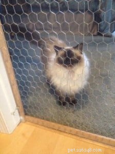 Sammie s Story: A Ragdoll Cat in Need of a Loving Home