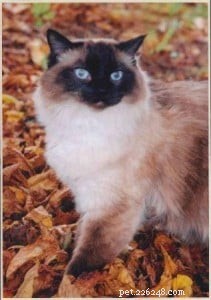 Meet Crumble: Ragdoll of the Week Spotlight