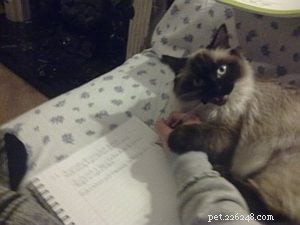 Meet Crumble: Ragdoll of the Week Spotlight