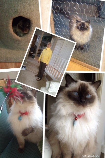 Sammie s Story: A Ragdoll Cat in Need of a Loving Home