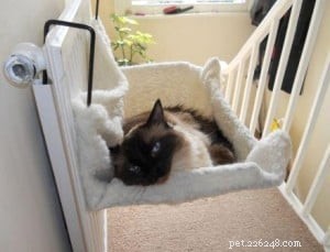 Meet Crumble: Ragdoll of the Week Spotlight