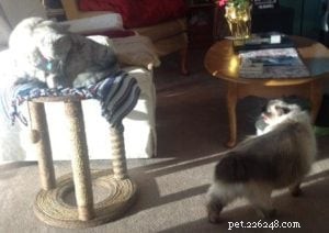Sammie s Story: A Ragdoll Cat in Need of a Loving Home