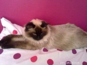 Meet Crumble: Ragdoll of the Week Spotlight