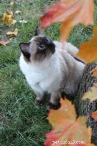Meet Rudi: One-Year-Old Ragdoll Cat Featured This Week