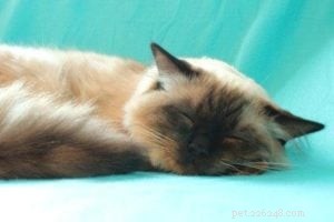 Meet Rudi: One-Year-Old Ragdoll Cat Featured This Week
