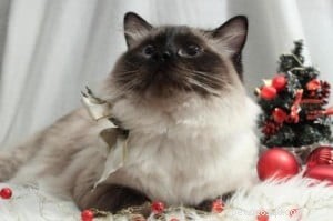 Meet Rudi: One-Year-Old Ragdoll Cat Featured This Week