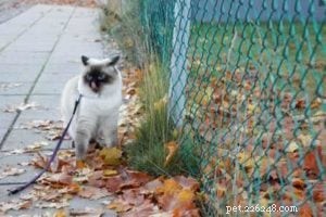 Meet Rudi: One-Year-Old Ragdoll Cat Featured This Week