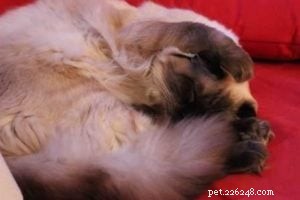 Meet Rudi: One-Year-Old Ragdoll Cat Featured This Week