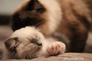 Meet Rudi: One-Year-Old Ragdoll Cat Featured This Week