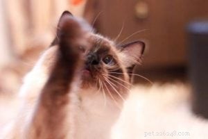 Meet Rudi: One-Year-Old Ragdoll Cat Featured This Week