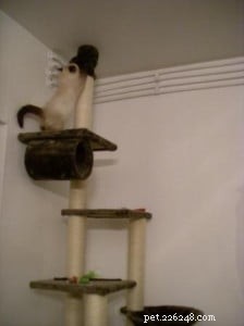 Meet Rudi: The Adorable Ragdoll Kitten of the Month