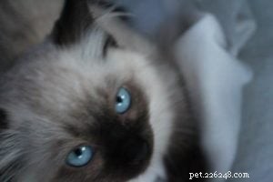 Meet Rudi: The Adorable Ragdoll Kitten of the Month