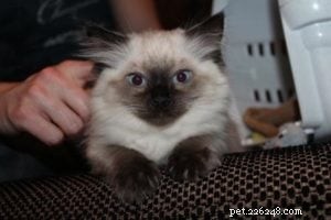 Meet Rudi: The Adorable Ragdoll Kitten of the Month