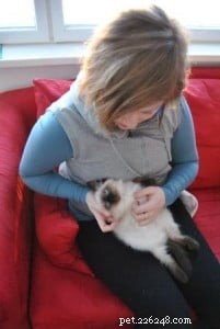 Meet Rudi: The Adorable Ragdoll Kitten of the Month