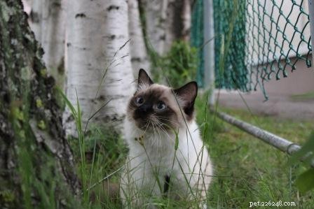 Meet Rudi: The Adorable Ragdoll Kitten of the Month