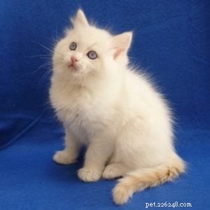 Meet Bombie: The Ragdoll of the Week