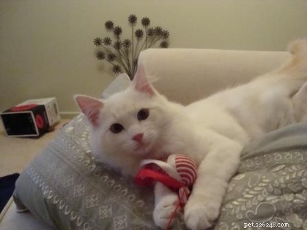 Meet Bombie: The Ragdoll of the Week
