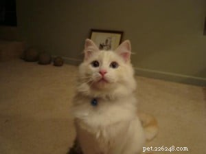 Meet Bombie: The Ragdoll of the Week