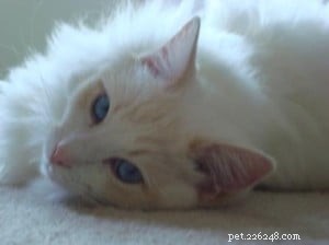 Meet Bombie: The Ragdoll of the Week