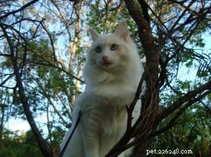 Meet Bombie: The Ragdoll of the Week