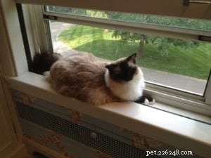 Understanding and Managing Cat Diarrhea: Causes, Symptoms, and Treatment