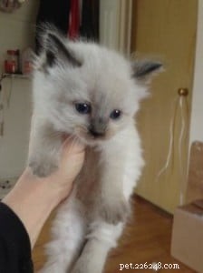 Meet Asha: The Heartwarming Ragdoll Kitten of the Month