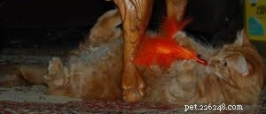 The Da Bird Cat Wand: Interactive Toy That Captivates Cats