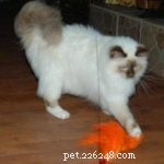 The Da Bird Cat Wand: Interactive Toy That Captivates Cats
