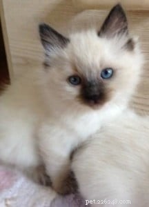 Meet Asha: The Heartwarming Ragdoll Kitten of the Month