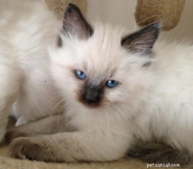 Meet Asha: The Heartwarming Ragdoll Kitten of the Month