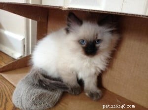 Meet Asha: The Heartwarming Ragdoll Kitten of the Month