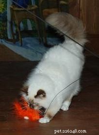 The Da Bird Cat Wand: Interactive Toy That Captivates Cats