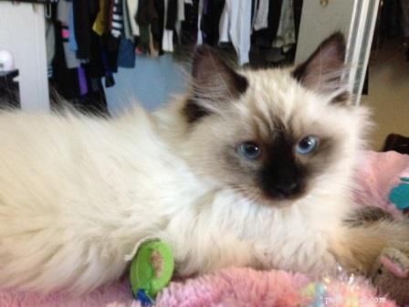 Meet Asha: The Heartwarming Ragdoll Kitten of the Month