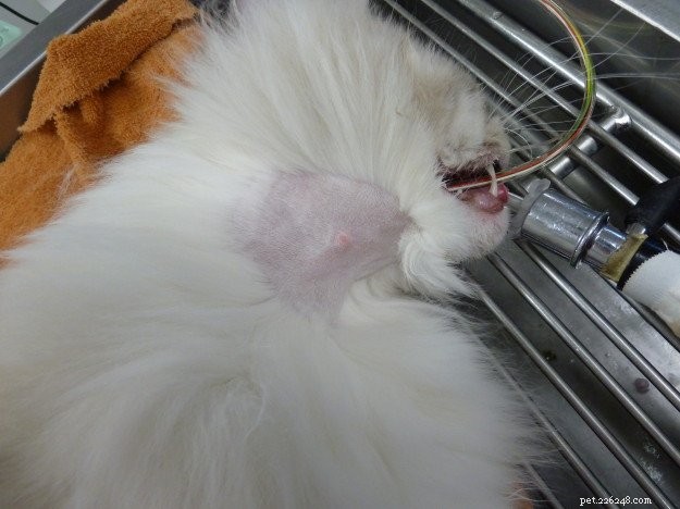 Trigg’s Cat Receives Dental Care & Benign Cyst Removal – Health Update
