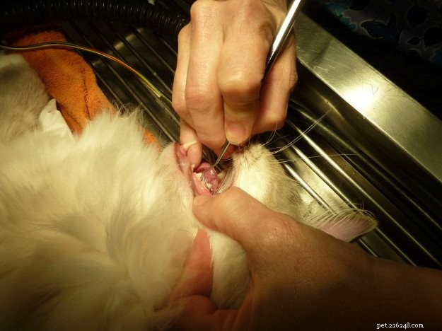 Trigg’s Cat Receives Dental Care & Benign Cyst Removal – Health Update
