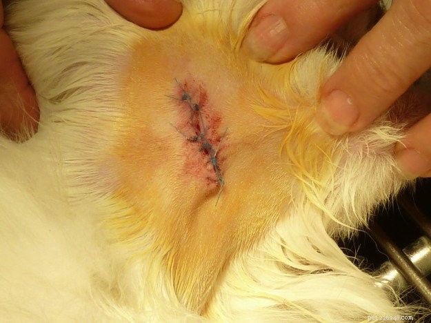 Trigg’s Cat Receives Dental Care & Benign Cyst Removal – Health Update