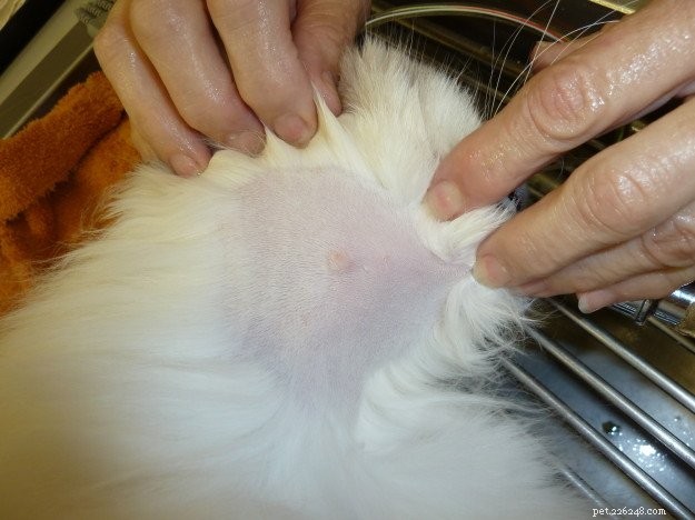Trigg’s Cat Receives Dental Care & Benign Cyst Removal – Health Update