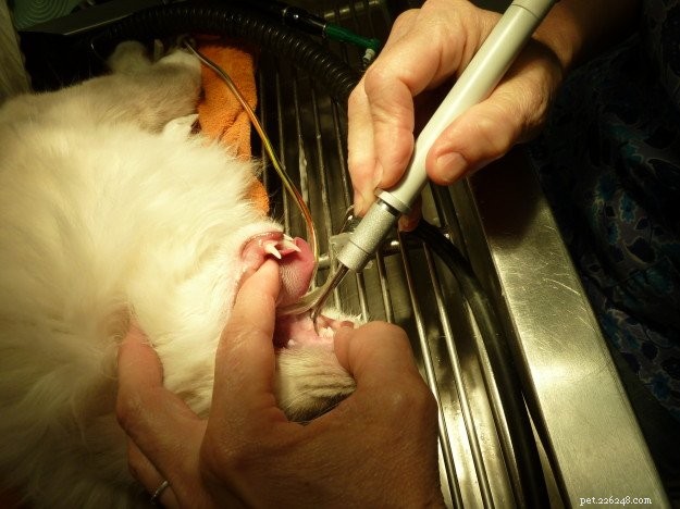 Trigg’s Cat Receives Dental Care & Benign Cyst Removal – Health Update