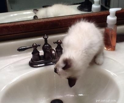 Meet Amos: The Ragdoll Kitten of the Month – Sweet, Playful, and Ready for Adoption