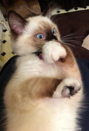 Meet Amos: The Ragdoll Kitten of the Month – Sweet, Playful, and Ready for Adoption