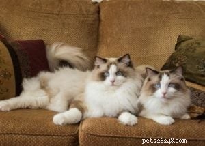 Meet Linus: The Charming Ragdoll of the Week