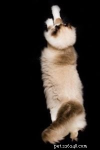 Meet Linus: The Charming Ragdoll of the Week