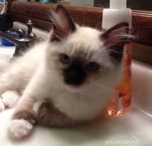 Meet Amos: The Ragdoll Kitten of the Month – Sweet, Playful, and Ready for Adoption