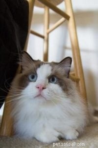 Meet Linus: The Charming Ragdoll of the Week