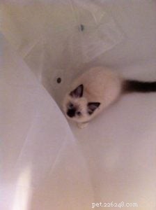 Meet Amos: The Ragdoll Kitten of the Month – Sweet, Playful, and Ready for Adoption