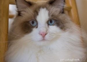 Meet Linus: The Charming Ragdoll of the Week