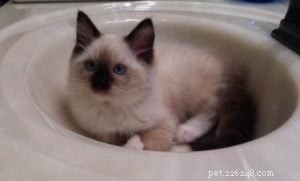 Meet Amos: The Ragdoll Kitten of the Month – Sweet, Playful, and Ready for Adoption
